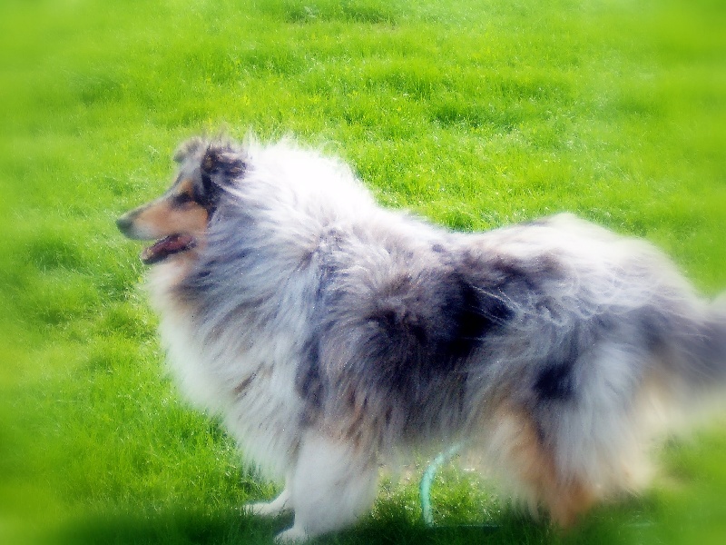 Shilling de la Pierre D'Elisa