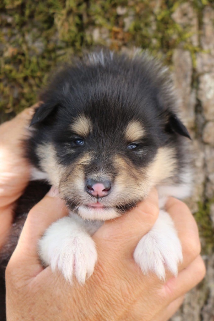de la Pierre D'Elisa - Chiots disponibles - Colley à poil long
