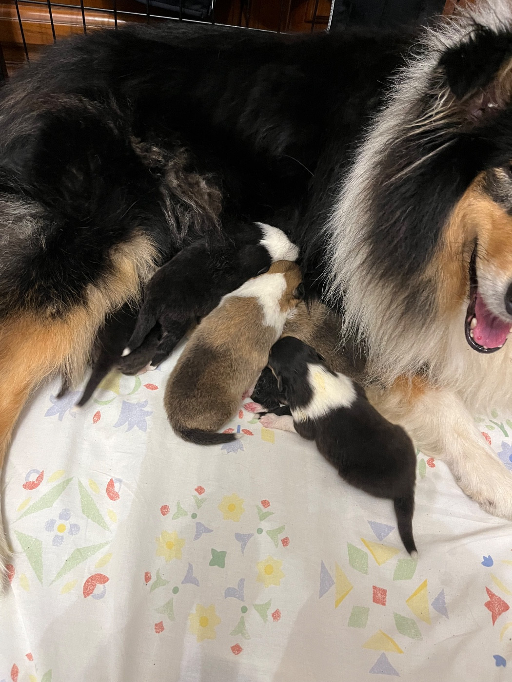 de la Pierre D'Elisa - Colley à poil long - Portée née le 16/10/2025