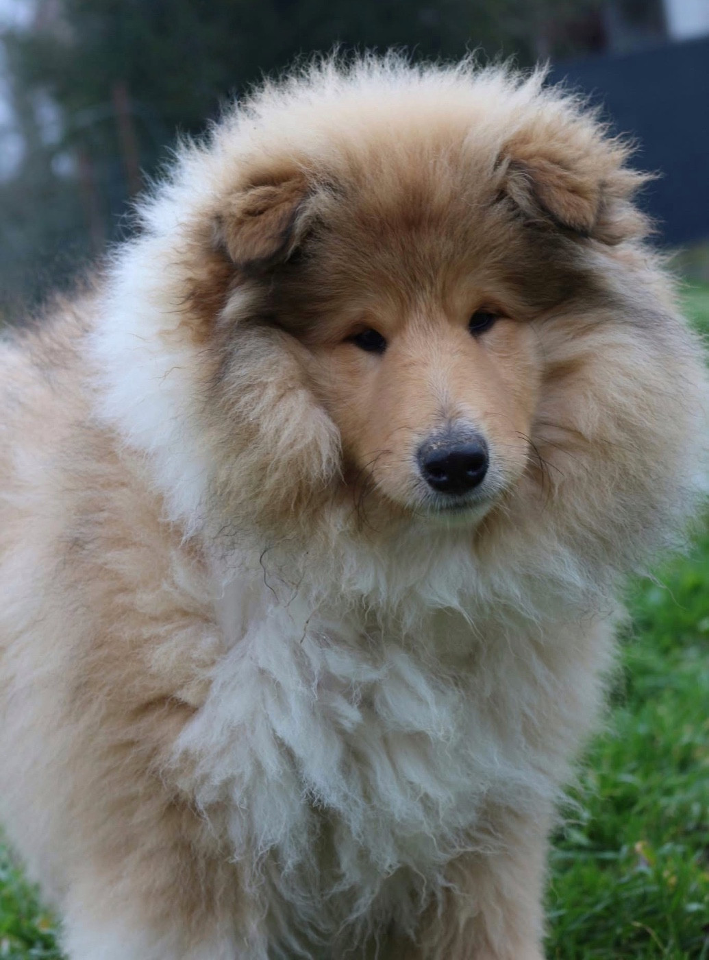 de la Pierre D'Elisa - Chiots disponibles - Colley à poil long