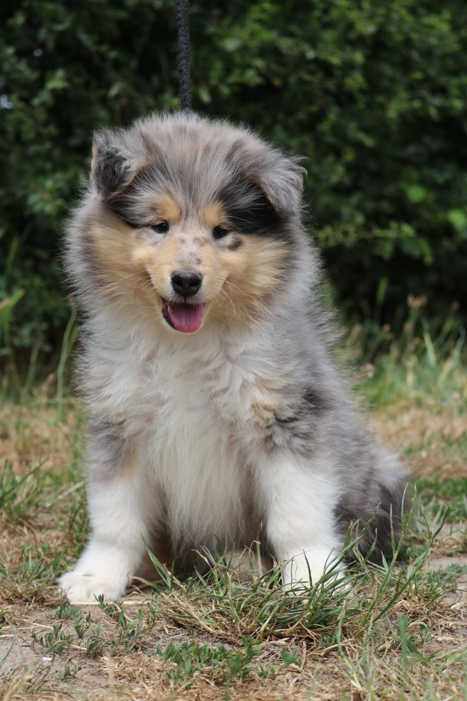 de la Pierre D'Elisa - Chiots disponibles - Colley à poil long