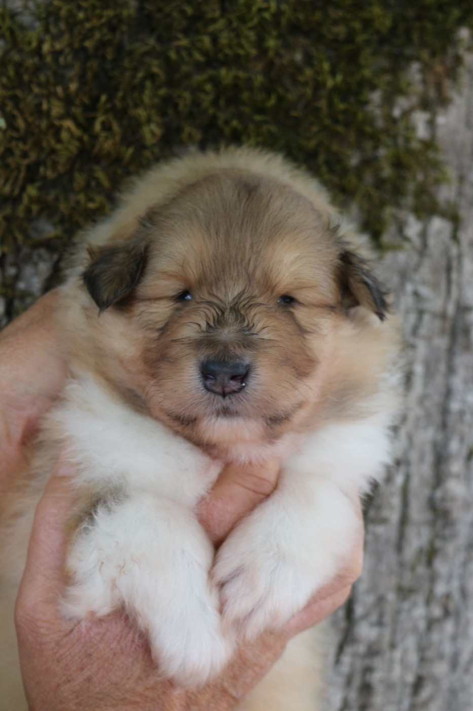 de la Pierre D'Elisa - Chiots disponibles - Colley à poil long