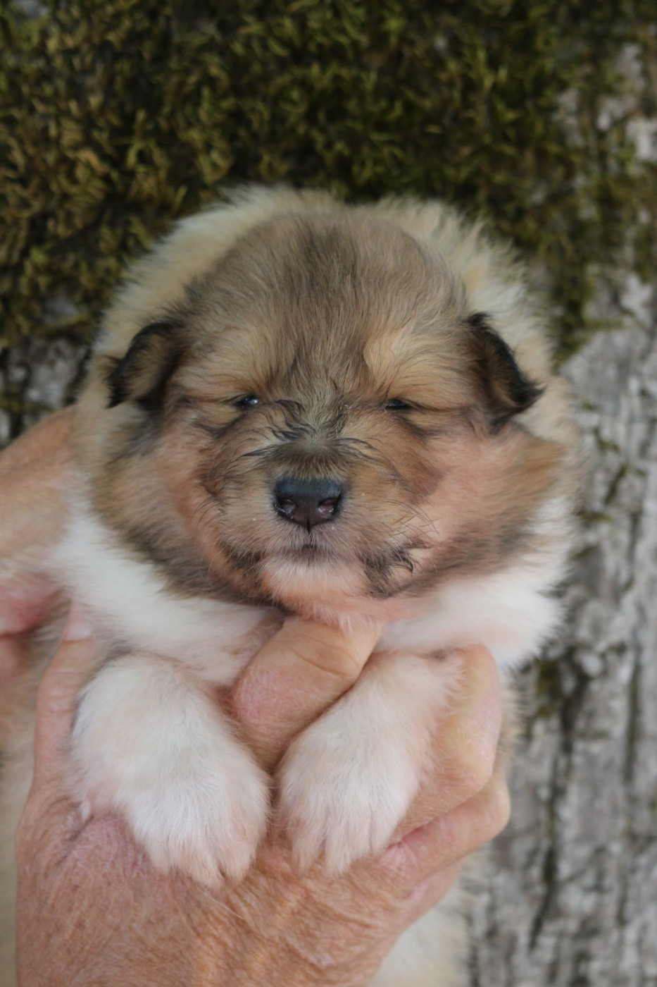 de la Pierre D'Elisa - Chiots disponibles - Colley à poil long