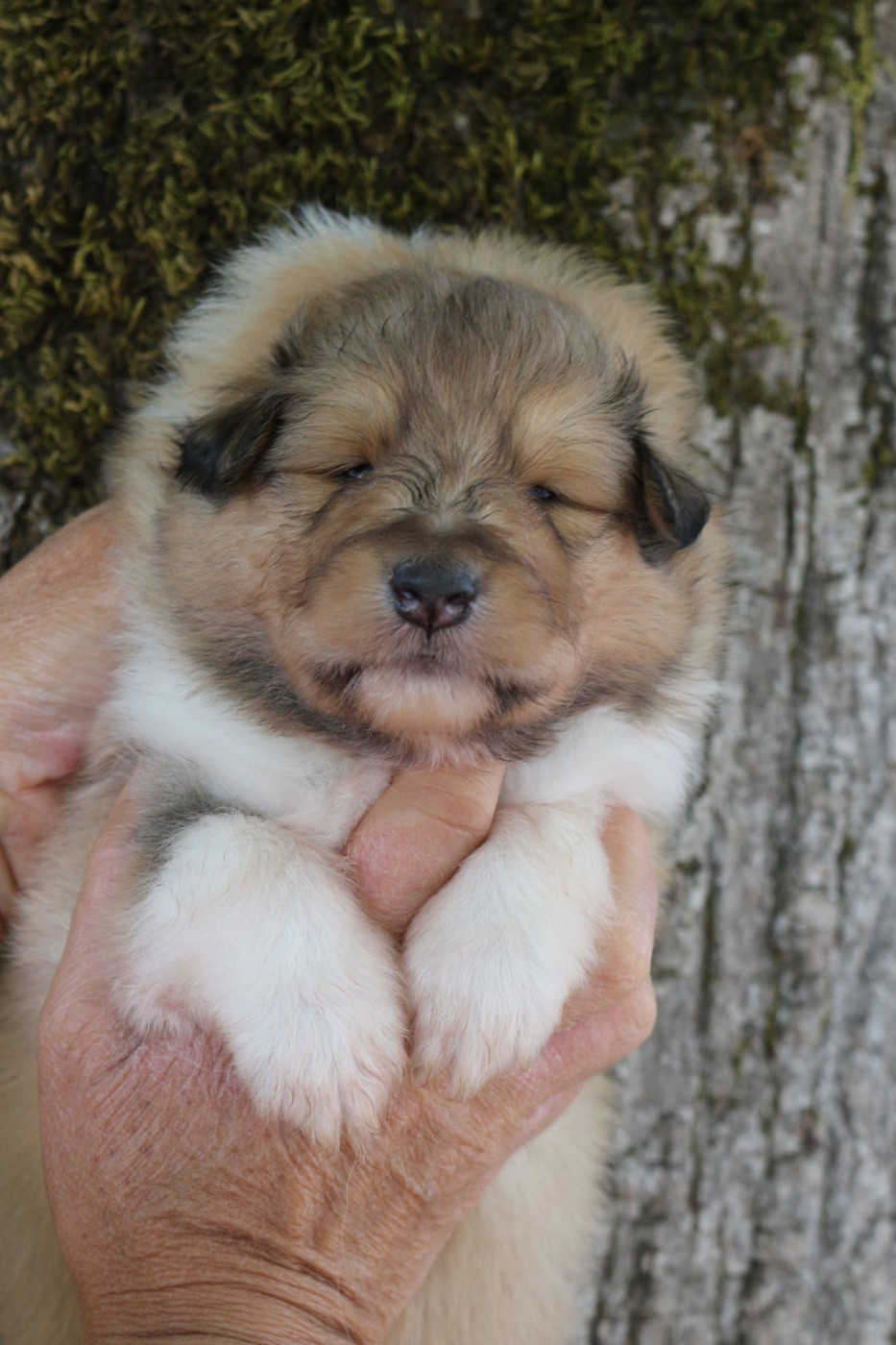 de la Pierre D'Elisa - Chiots disponibles - Colley à poil long