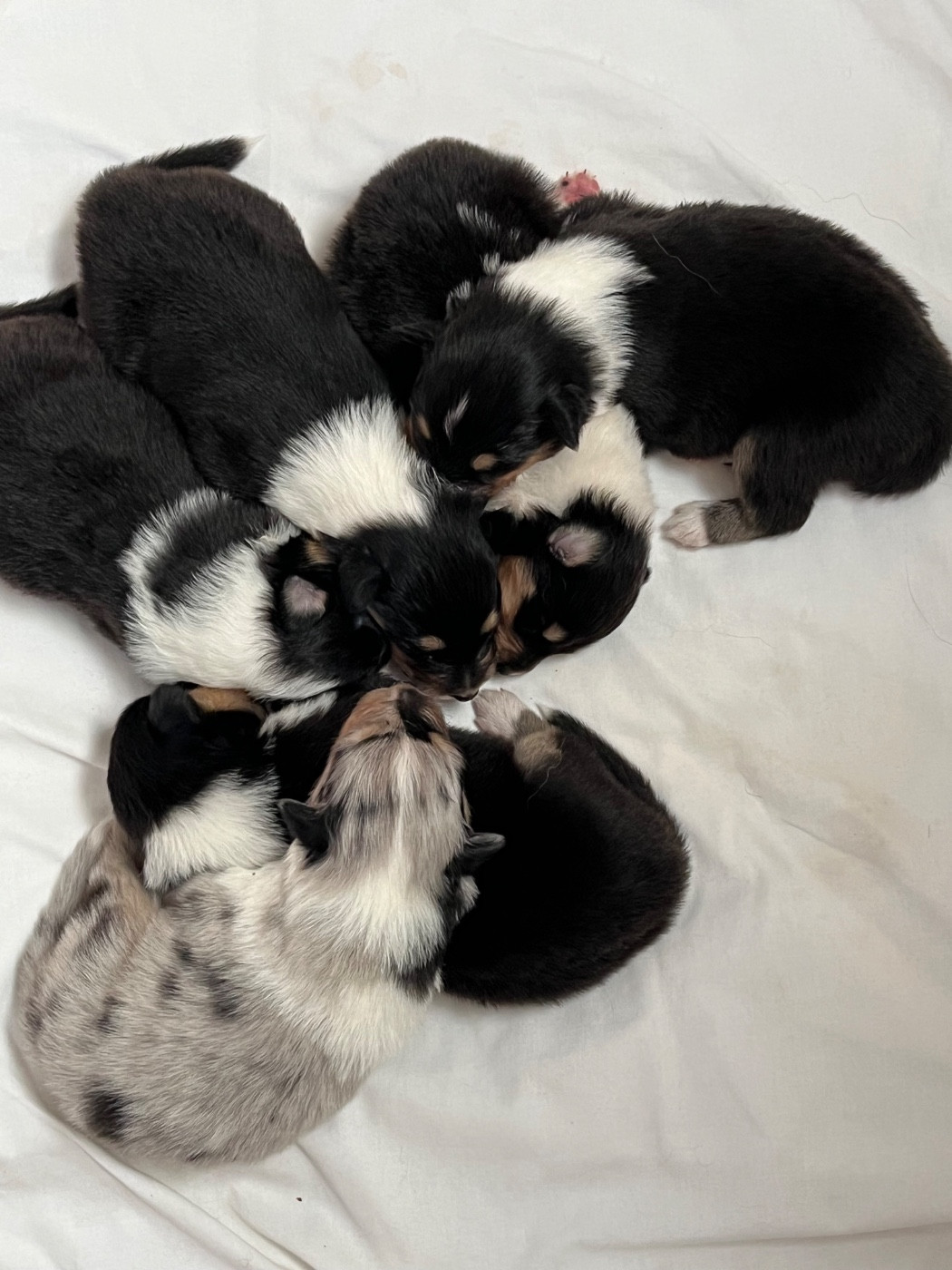 de la Pierre D'Elisa - Chiots disponibles - Colley à poil long