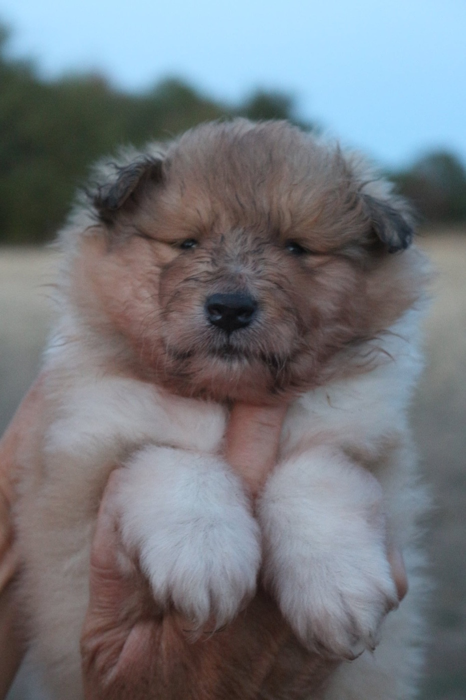 de la Pierre D'Elisa - Chiots disponibles - Colley à poil long