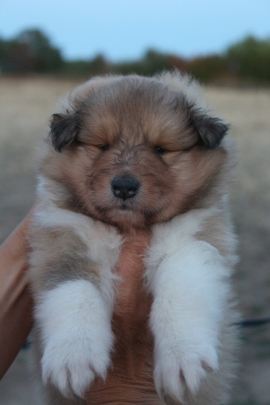 de la Pierre D'Elisa - Chiots disponibles - Colley à poil long