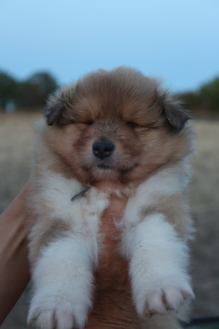 de la Pierre D'Elisa - Chiots disponibles - Colley à poil long