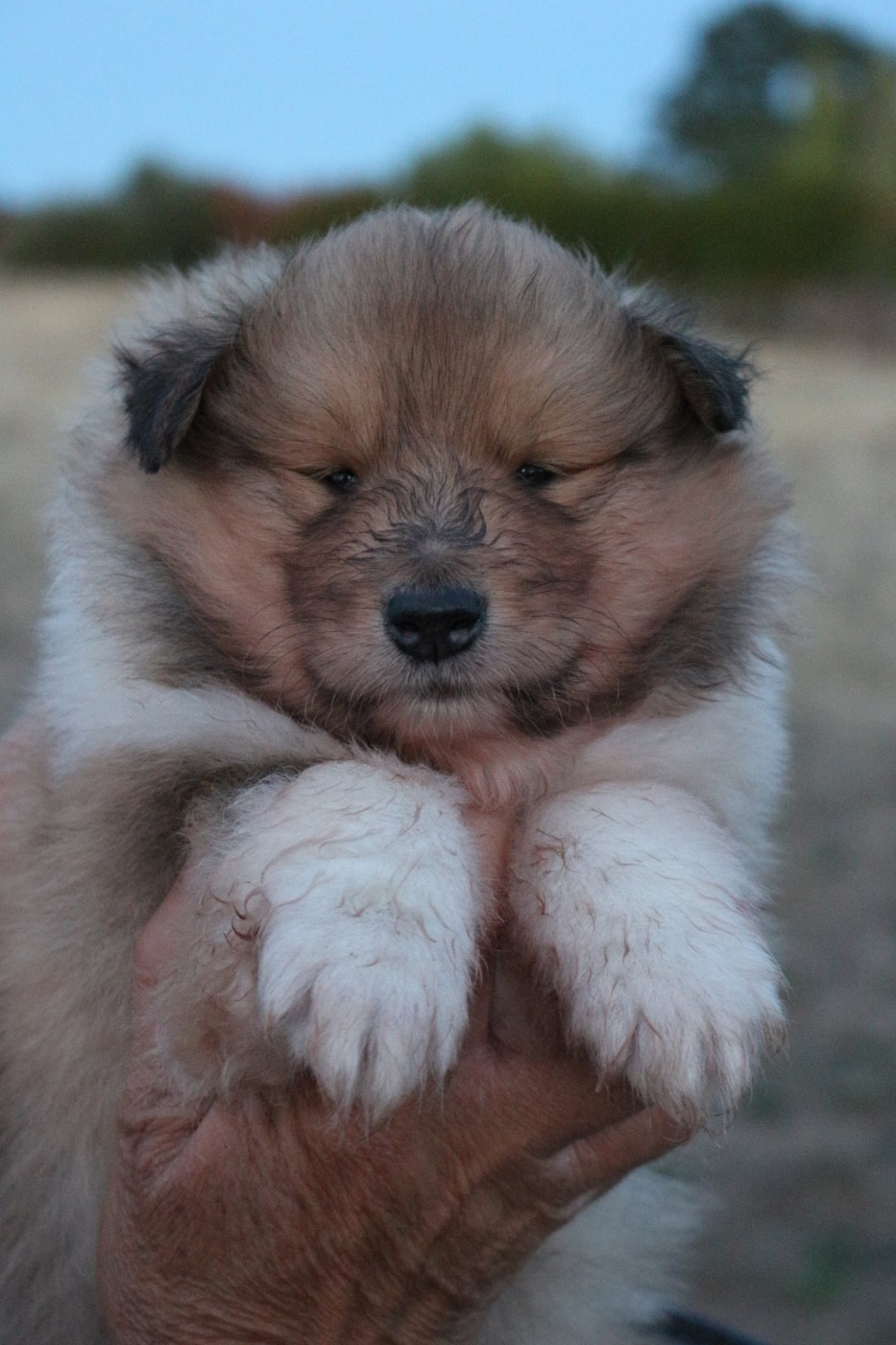 de la Pierre D'Elisa - Chiots disponibles - Colley à poil long