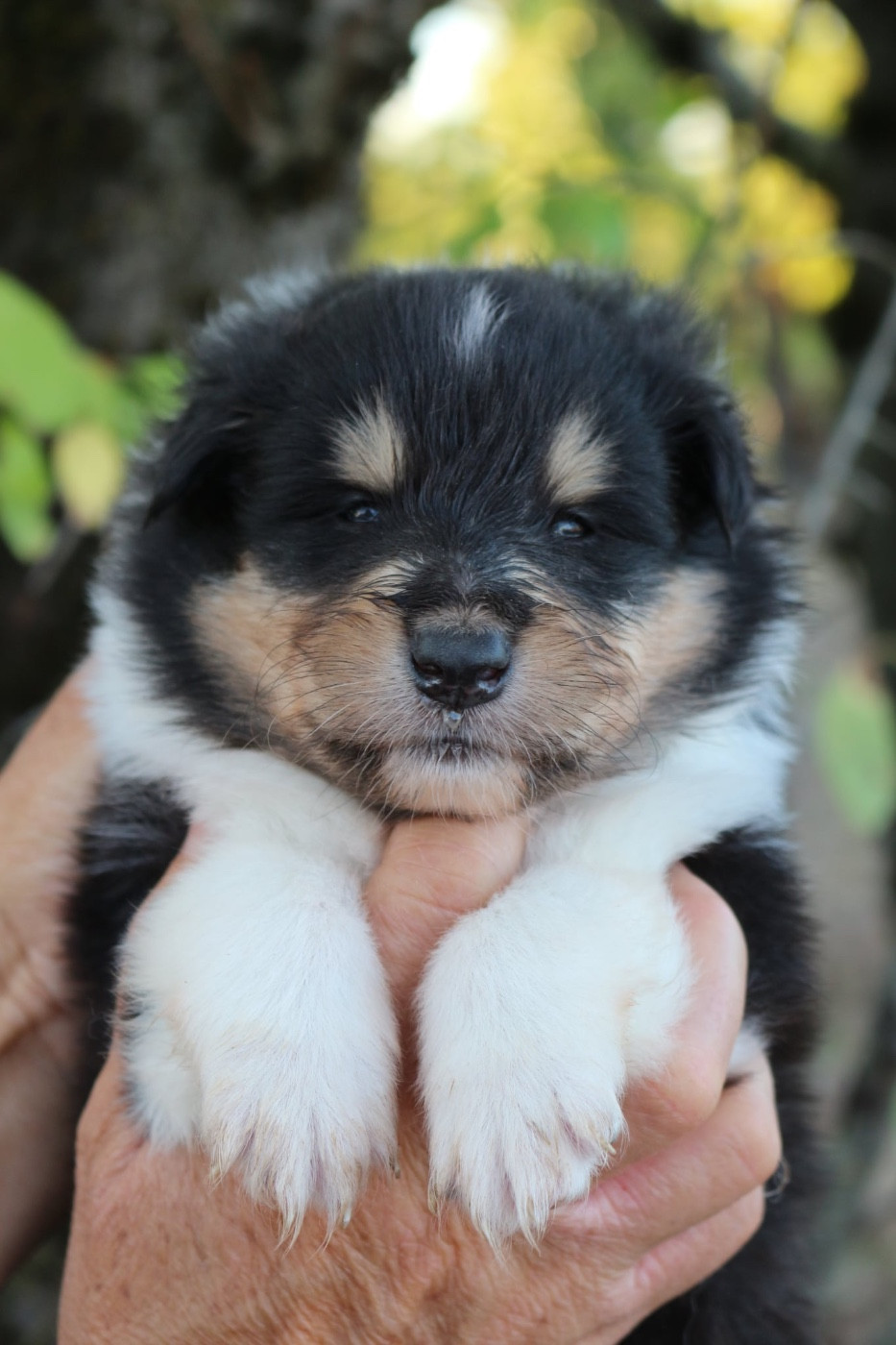 de la Pierre D'Elisa - Chiots disponibles - Colley à poil long