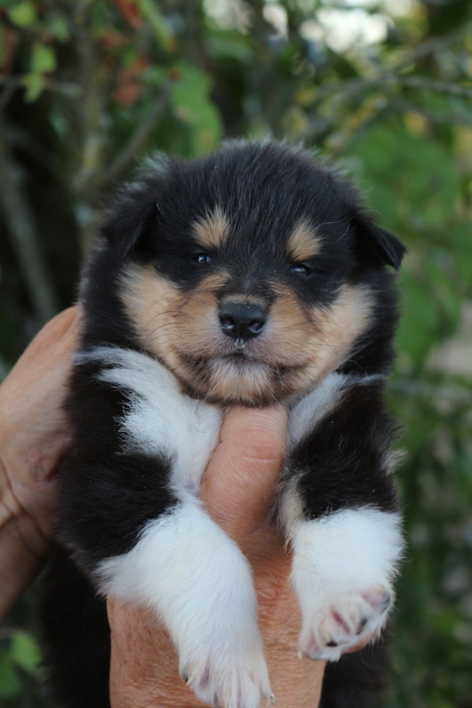 de la Pierre D'Elisa - Chiots disponibles - Colley à poil long