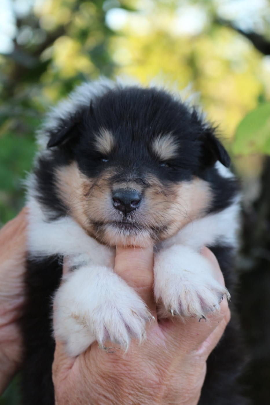 de la Pierre D'Elisa - Chiots disponibles - Colley à poil long