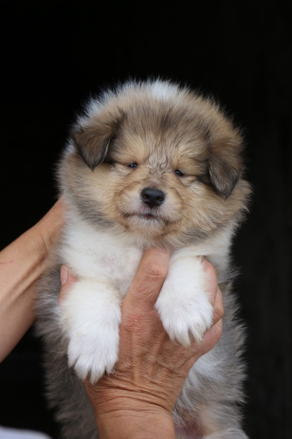 de la Pierre D'Elisa - Chiots disponibles - Colley à poil long