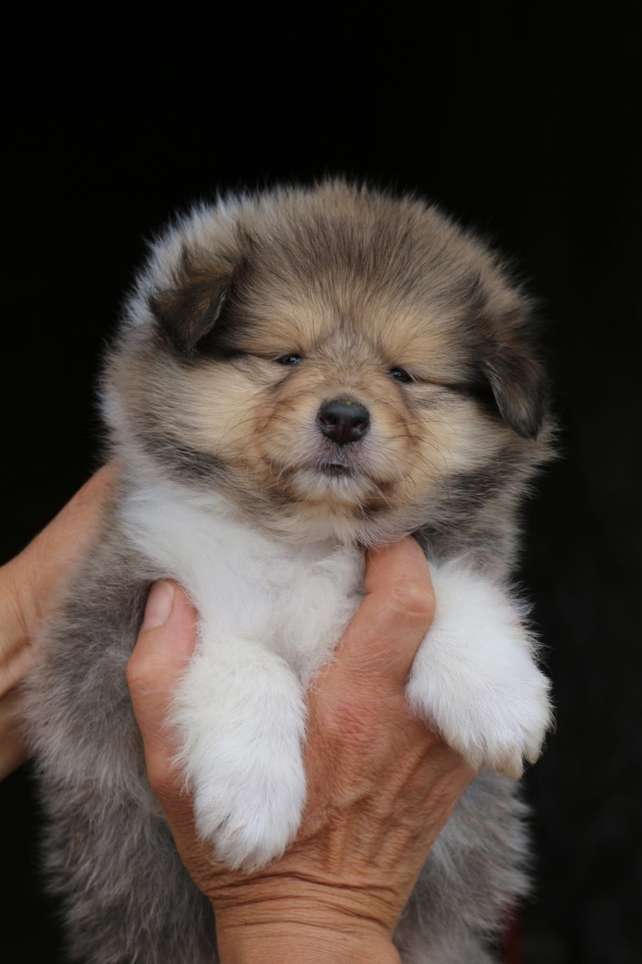 de la Pierre D'Elisa - Chiots disponibles - Colley à poil long