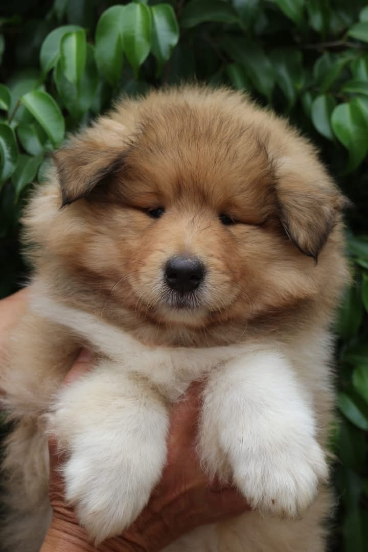 de la Pierre D'Elisa - Chiots disponibles - Colley à poil long