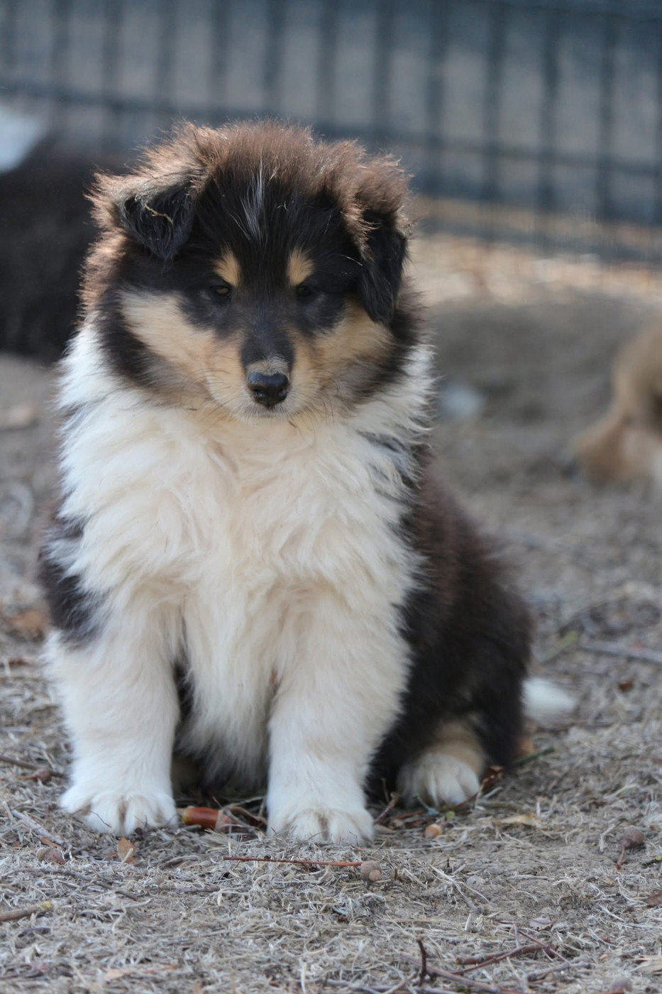 de la Pierre D'Elisa - Chiots disponibles - Colley à poil long
