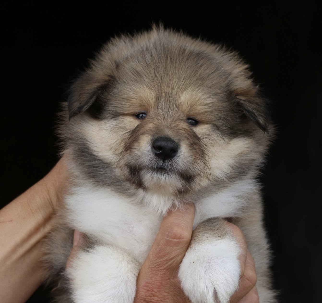 de la Pierre D'Elisa - Chiots disponibles - Colley à poil long