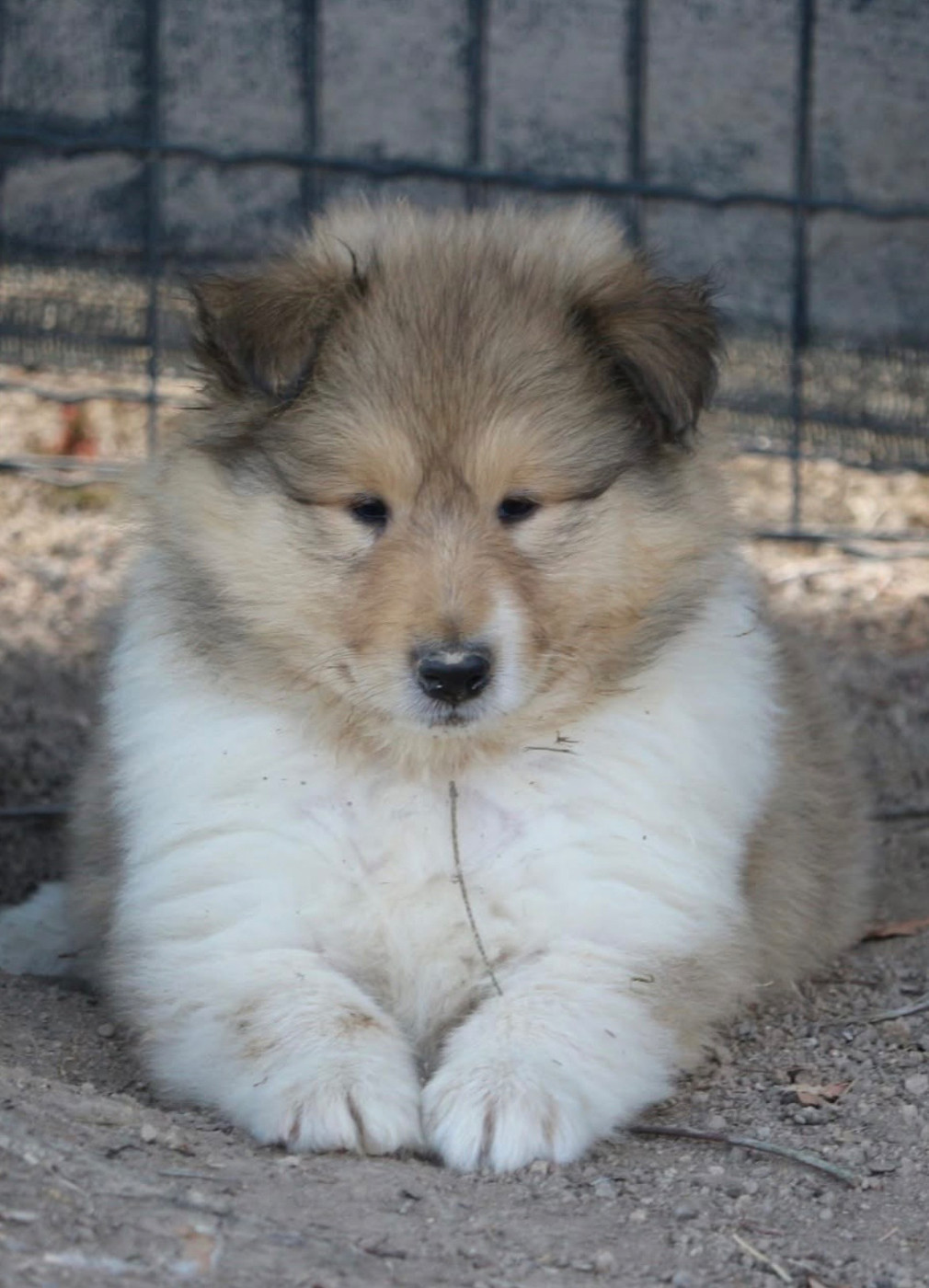 de la Pierre D'Elisa - Chiots disponibles - Colley à poil long