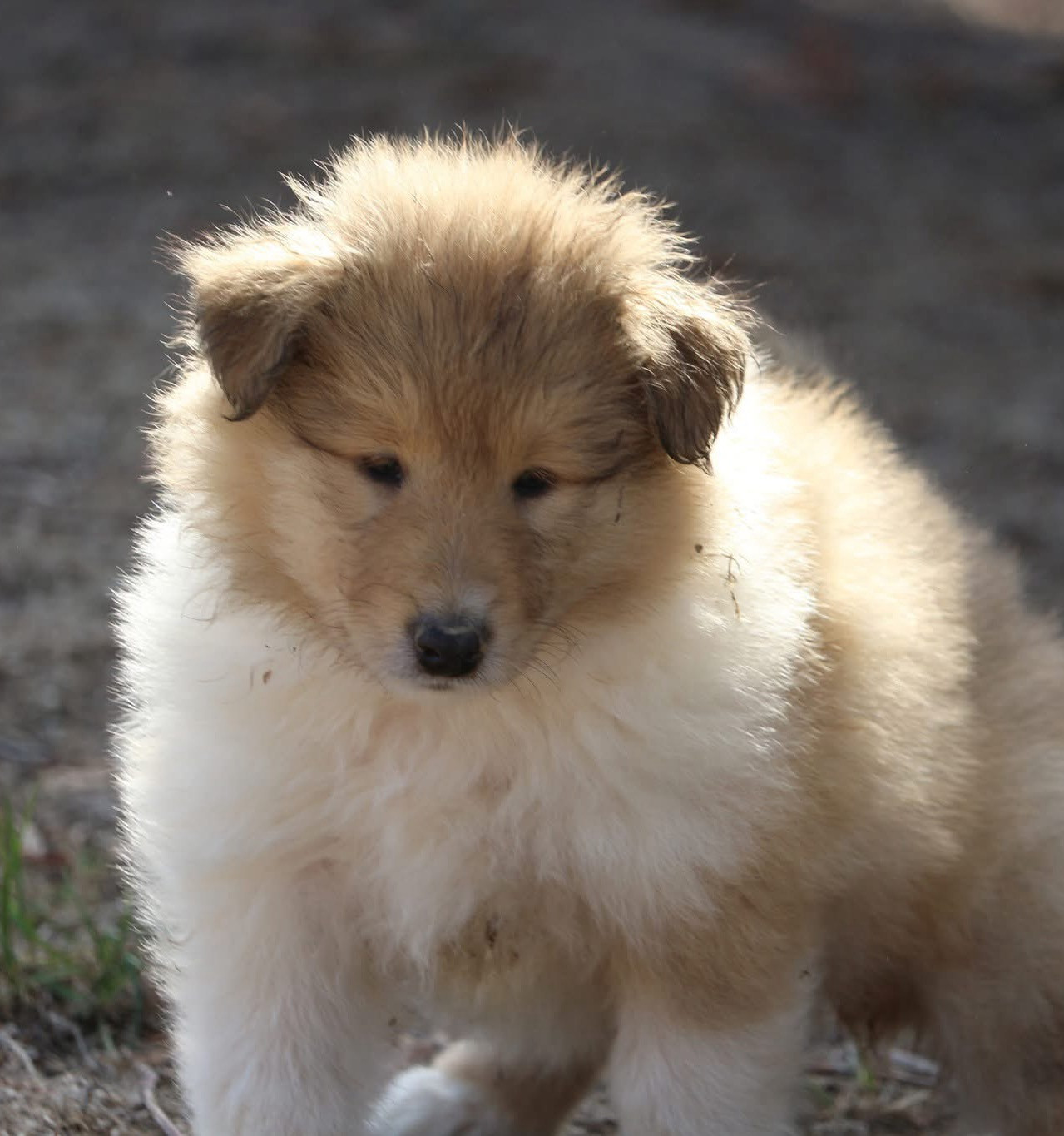 de la Pierre D'Elisa - Chiots disponibles - Colley à poil long