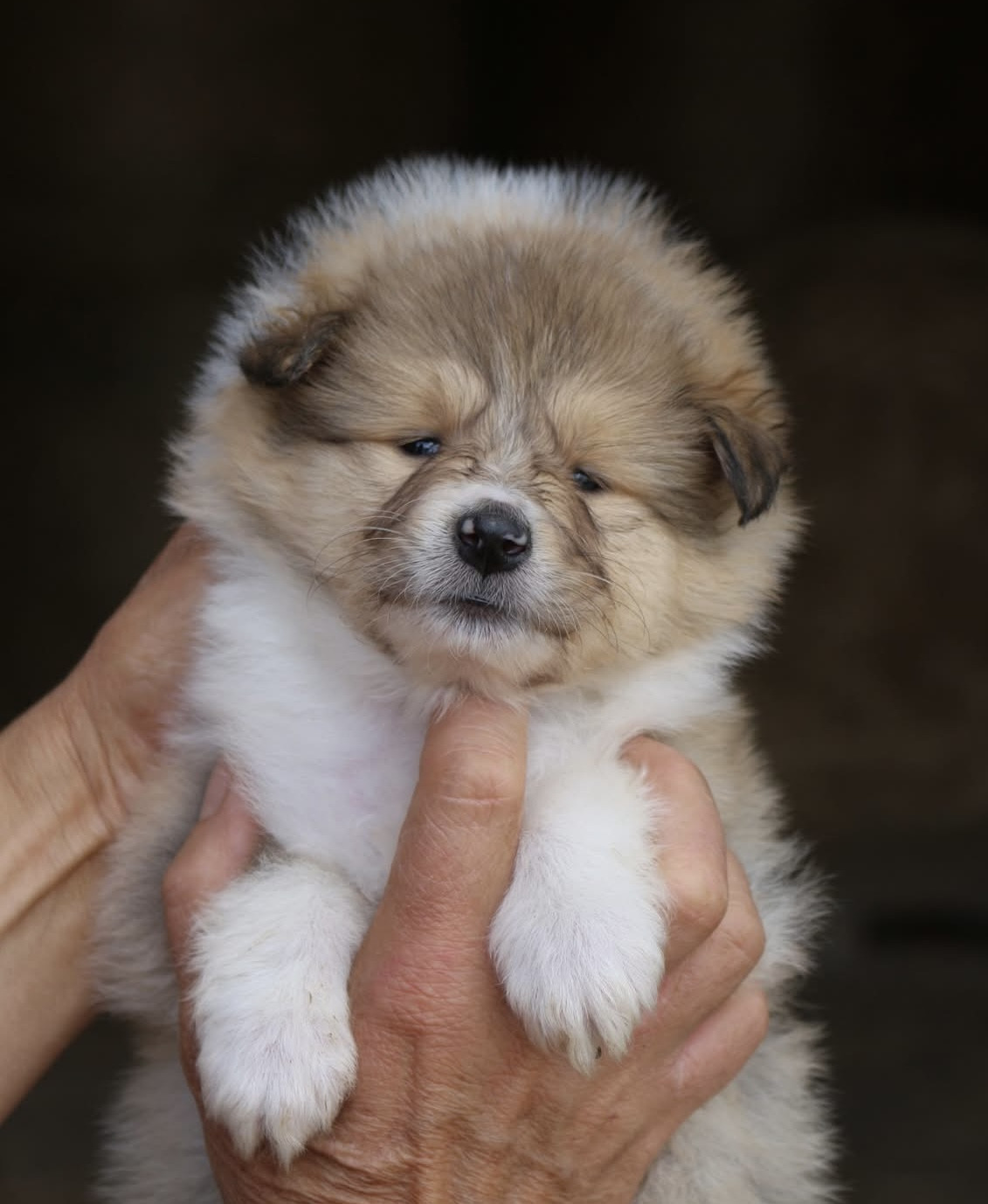 de la Pierre D'Elisa - Chiots disponibles - Colley à poil long