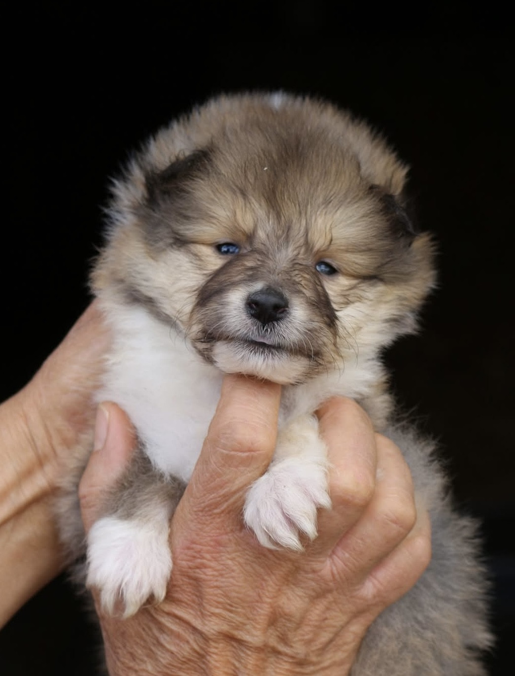 de la Pierre D'Elisa - Chiots disponibles - Colley à poil long