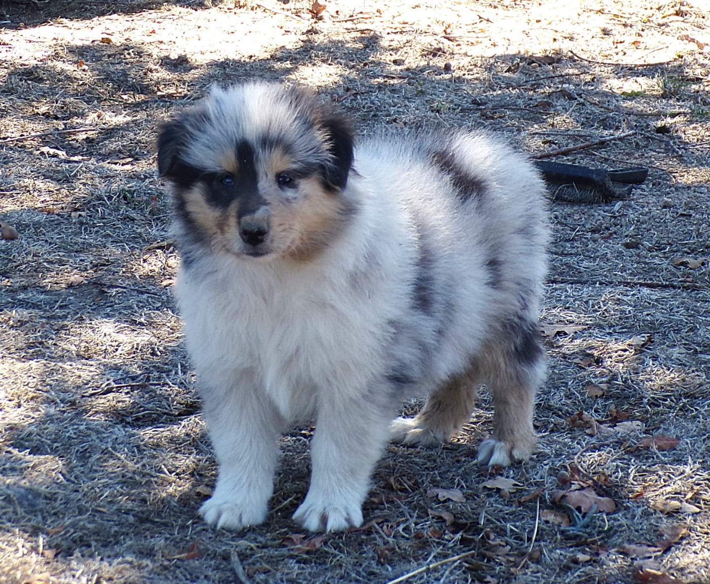 de la Pierre D'Elisa - Chiots disponibles - Colley à poil long