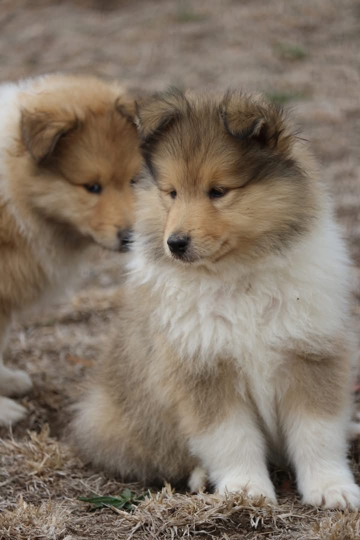 de la Pierre D'Elisa - Chiots disponibles - Colley à poil long