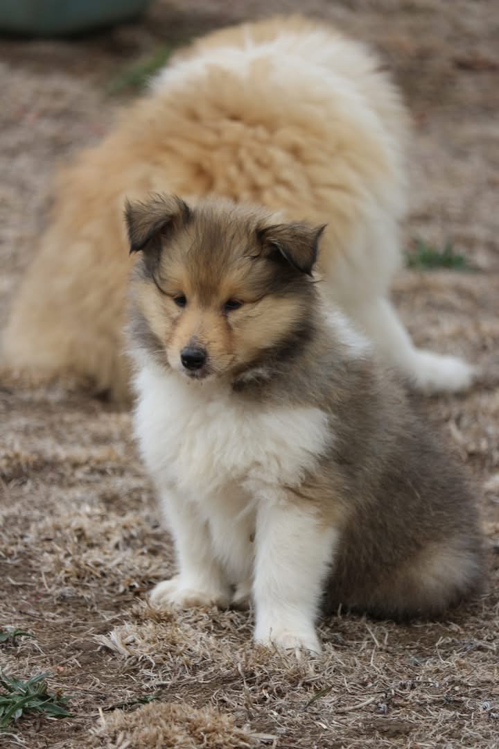 de la Pierre D'Elisa - Chiots disponibles - Colley à poil long
