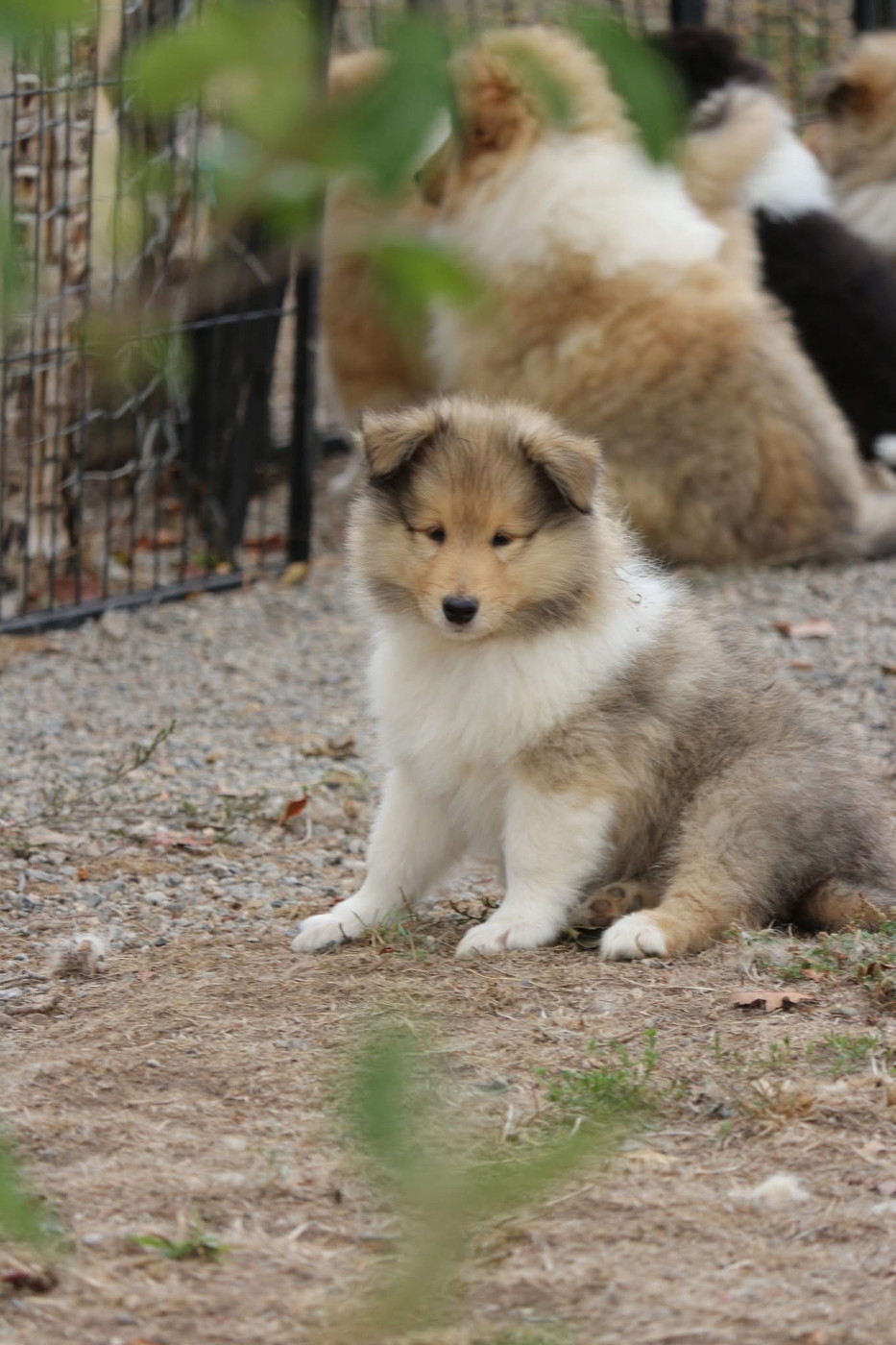 de la Pierre D'Elisa - Chiots disponibles - Colley à poil long