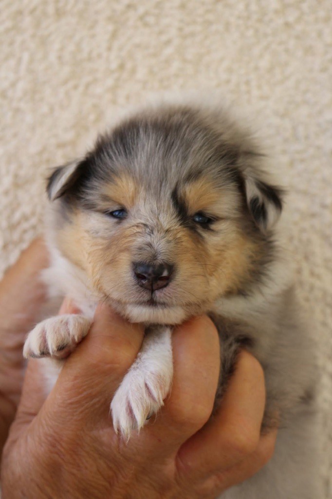 de la Pierre D'Elisa - Chiots disponibles - Colley à poil long