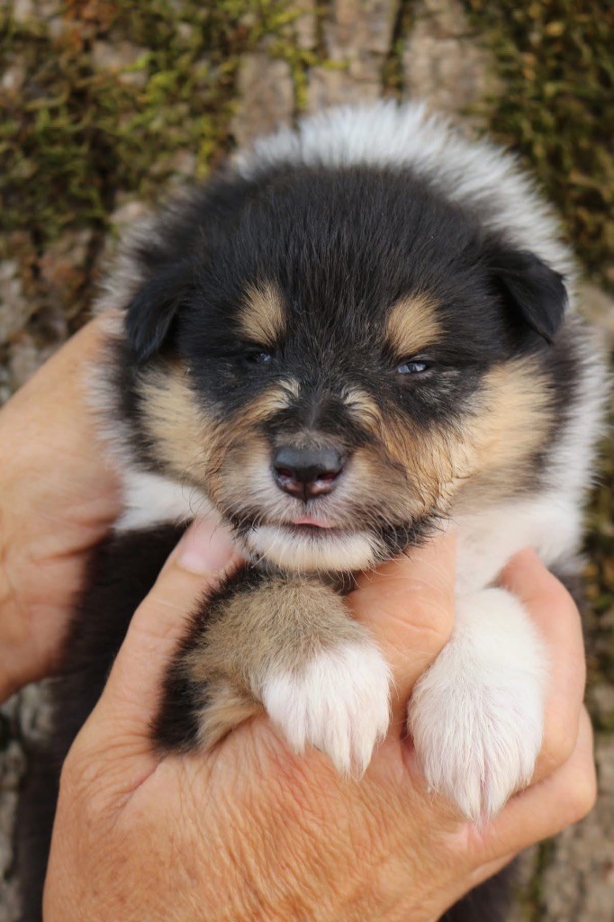 de la Pierre D'Elisa - Chiots disponibles - Colley à poil long