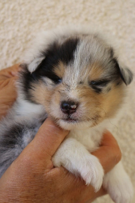 CHIOT 1
