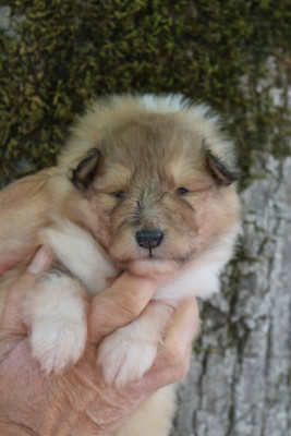 Chiot N°4