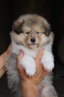 Chiot N°2