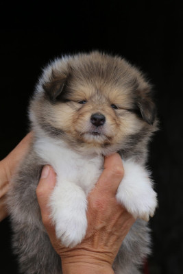 Chiot N°3