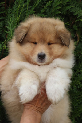 Chiot N°2