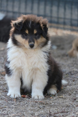 Chiot N°1