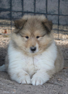 Chiot N°3