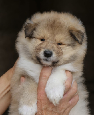 Chiot N°4