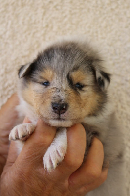 CHIOT 3