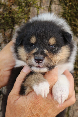 CHIOT 5