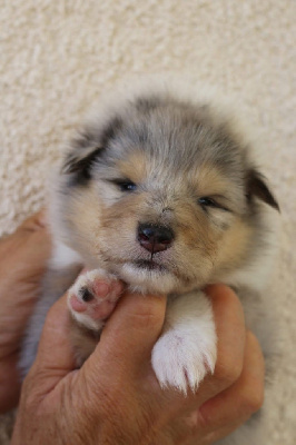 CHIOT 2