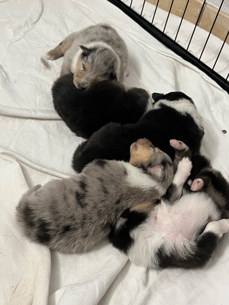 Chiot Colley à poil long de la Pierre D'Elisa