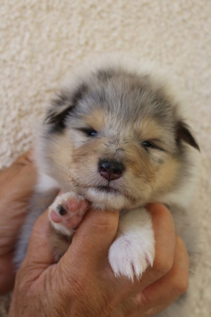 de la Pierre D'Elisa - Chiots disponibles - Colley à poil long