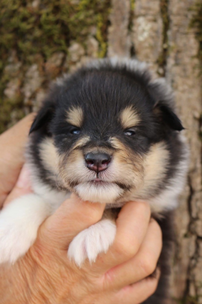 de la Pierre D'Elisa - Chiots disponibles - Colley à poil long